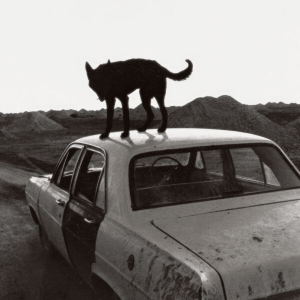 win-wenders-matador-iñarritu